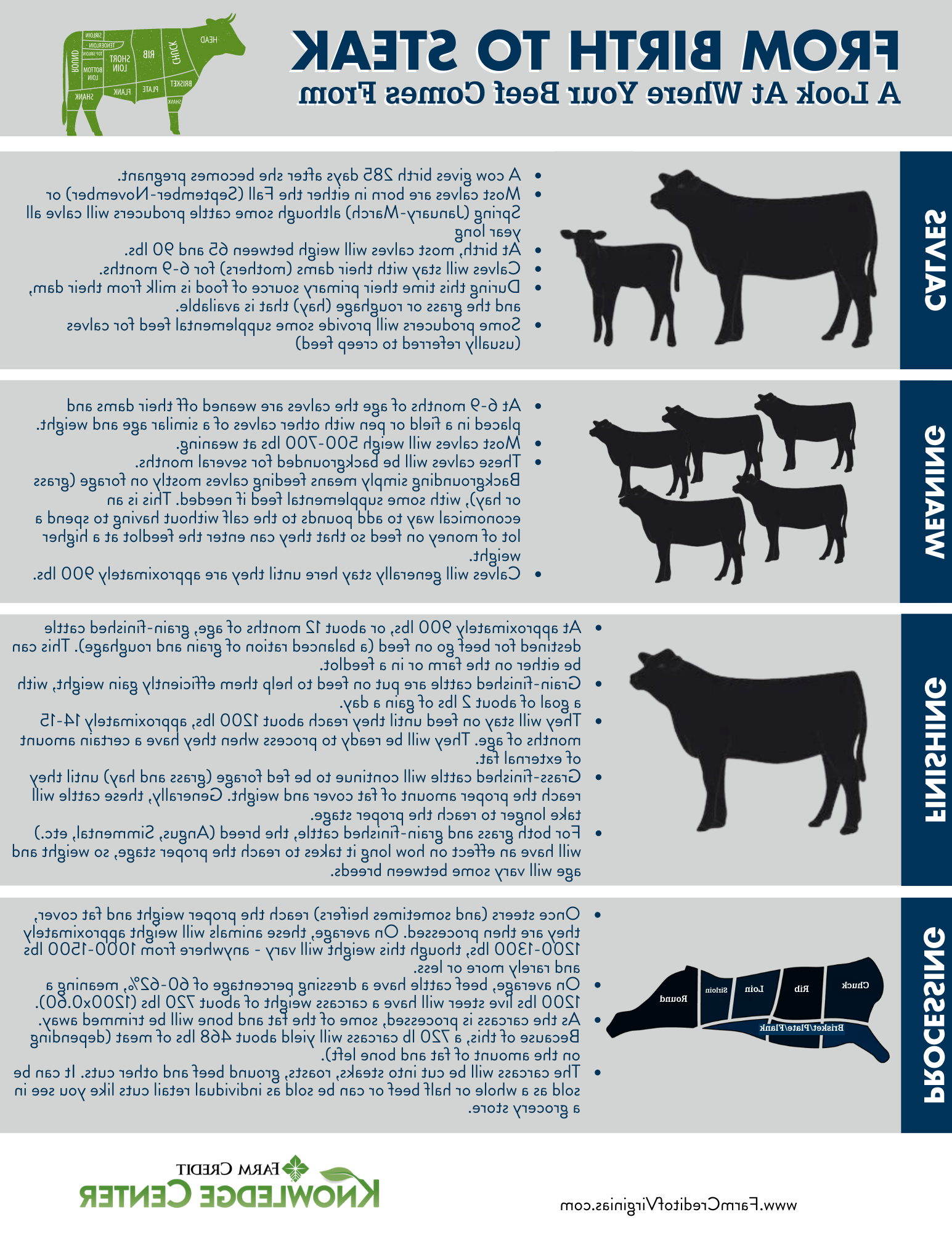 From birth to steak cattle lifecycle