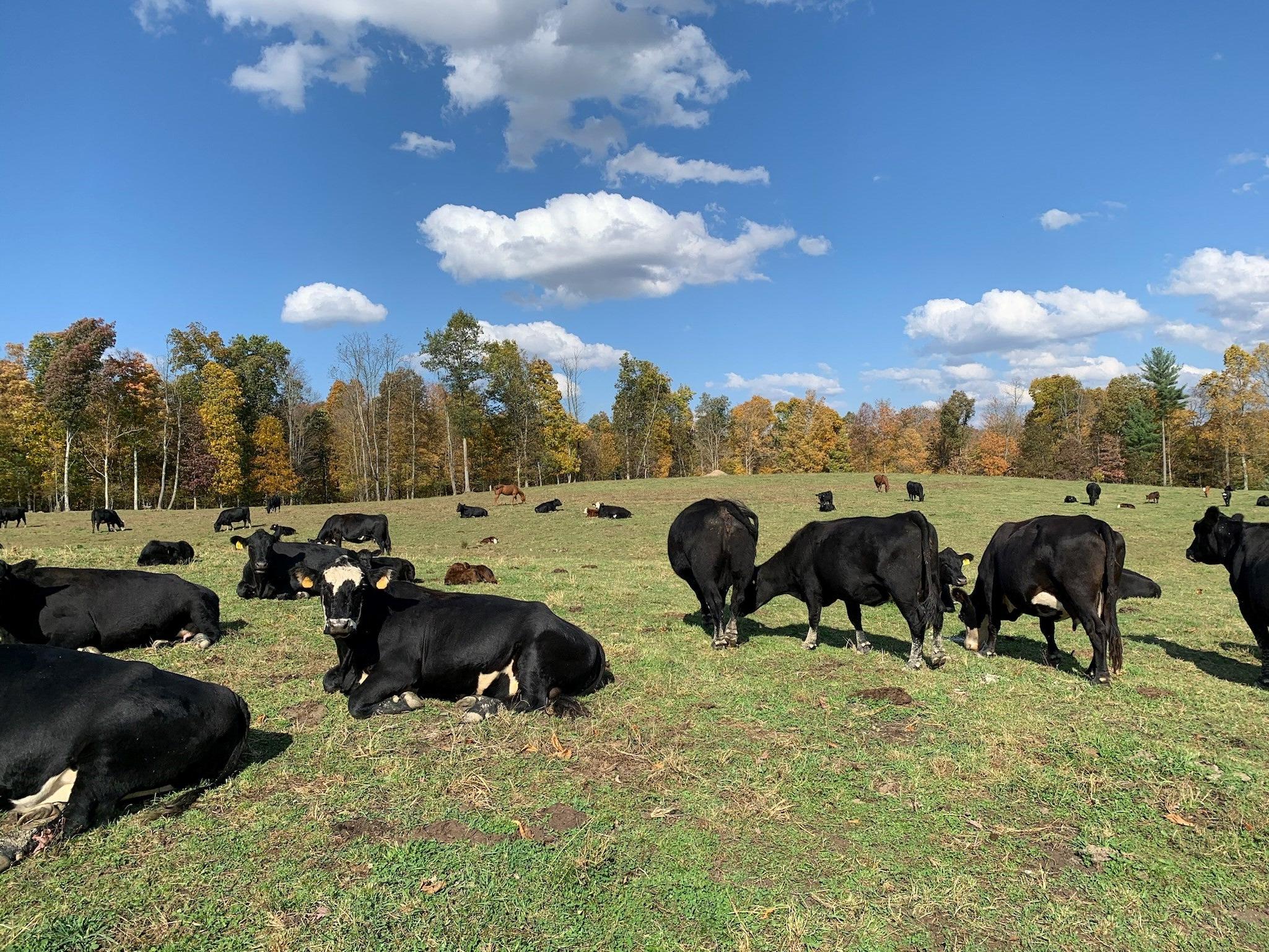 angus beef cattle field
