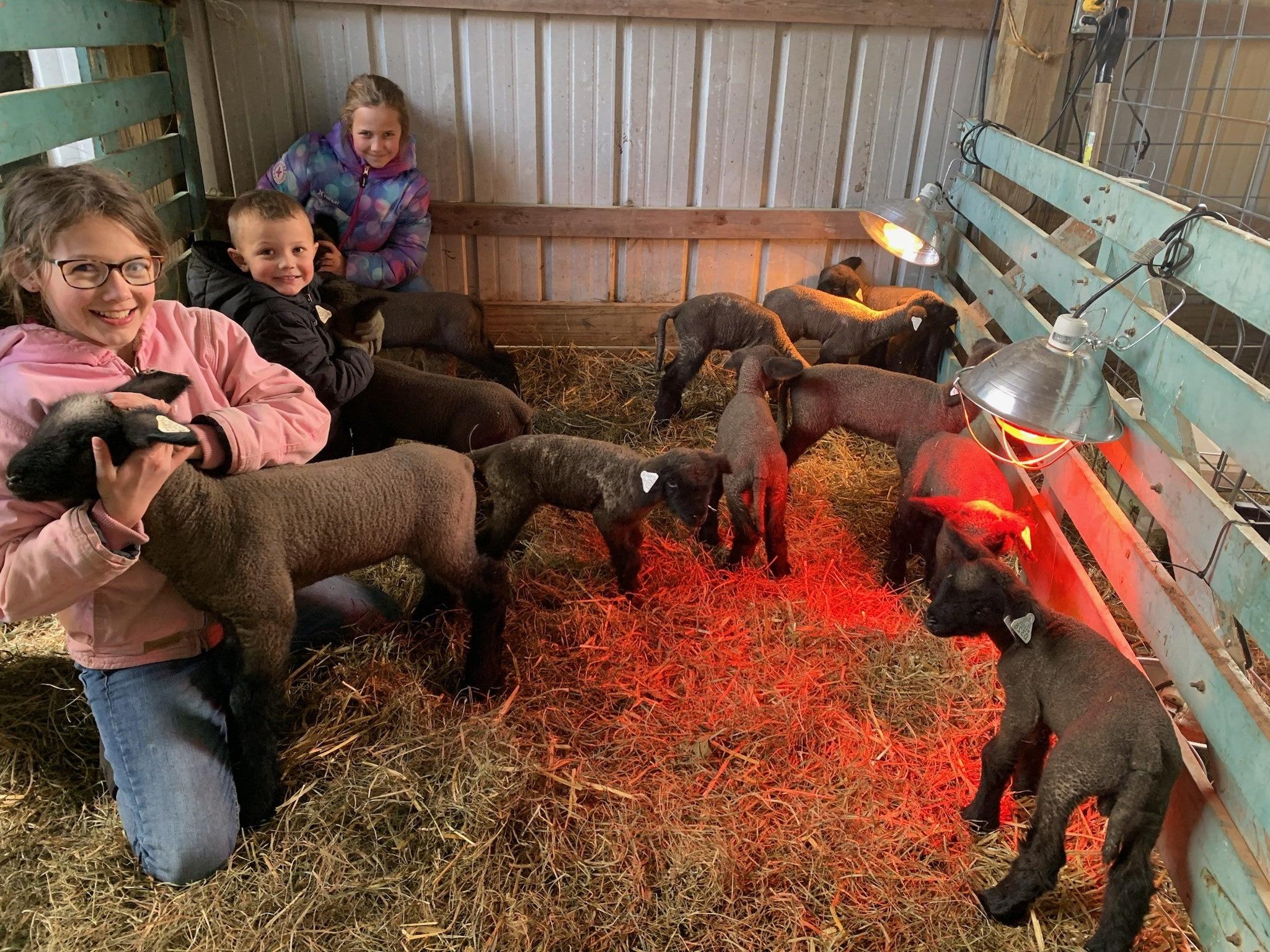 kids sheep barn
